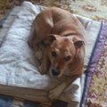 Gyvūnų mylėtojai sukilo prieš planus užmigdyti „Ebolos šunį“