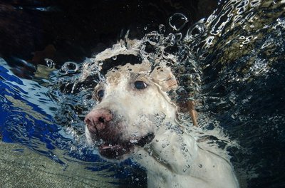 Šuo po vandeniu