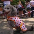 Artėjant Rio de Žaneiro karnavalui surengtas šunų paradas