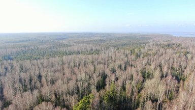 Siūlo įteisinti draudimą, kuris leistų išsaugoti miškus: neliktų dviejų rūšių kirtimų