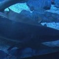 Kinijoje užfiksuotas ryklio gimimas