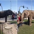 Kauniečius nustebino vaizdas miesto gatvėse: išsivedė pasivaikščioti dramblį