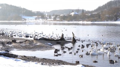 Žiemoti likusių vandens paukčių apskaita Kaune