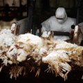 Skamba įspėjimai: Europoje plinta paukščių gripas