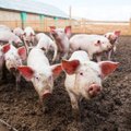 Molėtų rajone sunaikinta per 8,5 tūkst. kiaulių