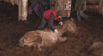 Ūkininko A. A. Kaušakio žirgai tuo metu, kai išsekę buvo atrasti jo fermoje