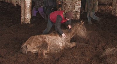 Ūkininko A. A. Kaušakio žirgai tuo metu, kai išsekę buvo atrasti jo fermoje 