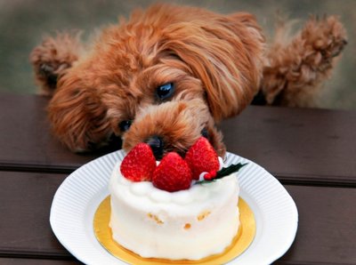 Šuo gviešiasi torto 