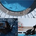 To nemato delfinariumo lankytojai: pažiūrėkite į šių vandens žinduolių gyvenimą iš arti