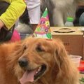 Kinijoje plinta tradicija švęsti šunų gimtadienius