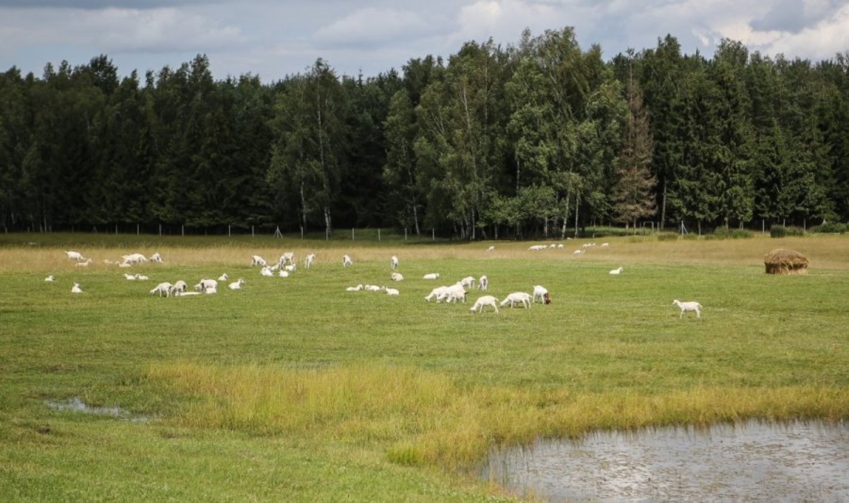 Dalios Ėmužytės ekologinis ožkų ūkis