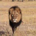 Medžiotojas iš JAV Zimbabvėje nušovė turistų pamėgtą liūtą