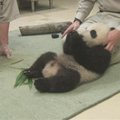 San Diego zoologijos sode sėkmingai auga pandos jauniklis