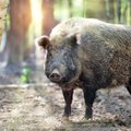 Wild boar with ASF found near Idavang pig farm in Lithuania