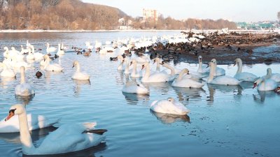 Žiemoti likusių vandens paukčių apskaita Kaune