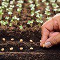 Kaip patikrinti sėklų daigumą ir atgaivinti senas sėklas?