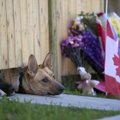 Širdį veriantys žvilgsniai: šunys vis dar laukia nušauto Kanados kario