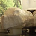 Ispanijoje aptikta automobilio dydžio vėžlio fosilijų