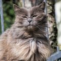 Retos veislės katė, vadinama kačių pasaulio supermodeliu