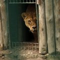 Į Kauno zoologijos sodą atgabenti du nauji liūtai