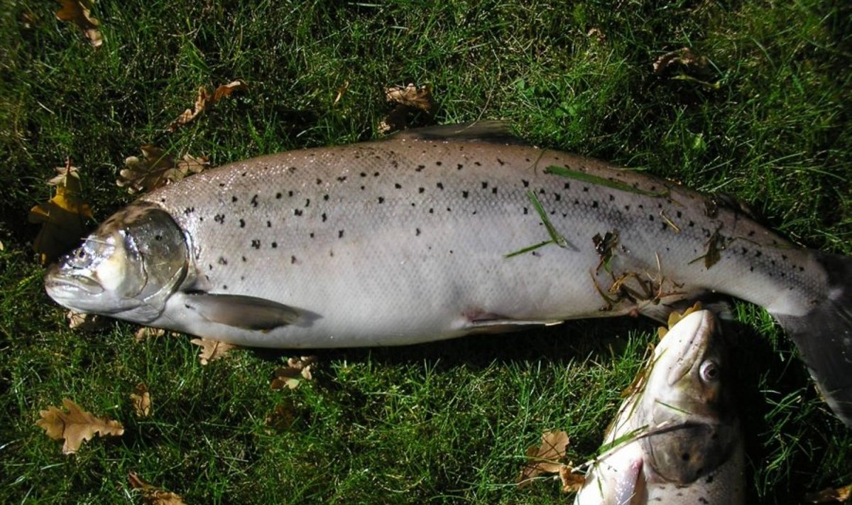 Lašišines žuvis dar galima žvejoti iki mėnesio vidurio. Kauno regiono aplinkos apsaugos departamento nuotr. 