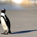 Pietinėje Anglijos saloje pastebėtas afrikinis pingvinas
