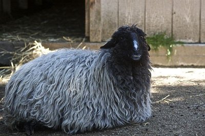 Karakulio veislės avis zoologijos sode (CC-SA Smooth_O nuotr. )