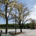 С лип на проспекте Гедиминаса в Вильнюсе осыпаются последние листья