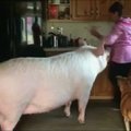 Anekdotinė situacija: kaip nykštukinis paršiukas virto gigantiška kiaule