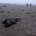 Daugiau kaip 300 gyvūnų gaišenų išmėtyta pakrantėje: Rusijos ekologai kalba apie neaiškios kilmės virusą