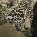 Meksiko zoologijos sode pristatyta 7 mėnesių jaguaro jauniklė