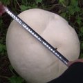 Kinijoje rastas krepšinio kamuolio dydžio grybas