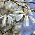 Pasakiško grožio magnolijų žiedai skaičiuoja paskutines dienas: paskubėkite, jei norite juos pamatyti