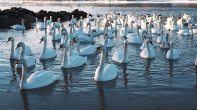 Didžiausia vandens paukščių žiemavietė ne tik Lietuvoje, bet ir Baltijos šalyse: šiemet užfiksuotas rekordas