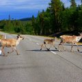 Laukiniai gyvūnai keliuose – ne tik migracijos sezono metu: ekspertai perspėja apie pavojingą tendenciją