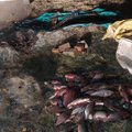 Nevėžio ežere pagautos žuvys tinklininkams gali atsieiti per 4000 eurų: įkliuvo nebe pirmą kartą