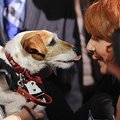 Filmo „Artistas“ žvaigždė – šuo Uggie pelnė šlovę auksinių antkaklių apdovanojimų ceremonijoje
