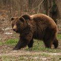 Estijoje, gindama savo jauniklius, meška užpuolė žmogų