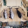 Banginių medžiotojams - tarptautinio teismo antausis