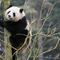 Tokijo zoologijos sode gimęs didžiosios pandos jauniklis nugaišo