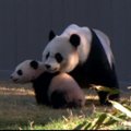 Pandos jauniklis Vašingtono zoologijos sode apžiūrėjo mamos valdas