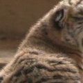 Kinijoje tigrė atsivedė net penkis mažylius