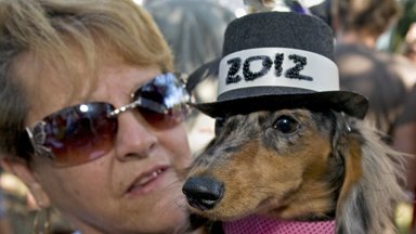 В США состоялся новогодний парад собак
