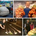 Pasaulio daržovių rekordai: 911 kg moliūgas, 7 kg svogūnas, 6 m ilgio morka