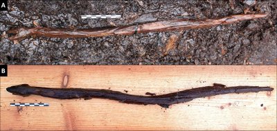4400 metų išsilaikiusi medinė gyvatės formos lazda aptikta Suomijos pietvakariuose esančiame pelkyne / S. Koivisto nuotr.