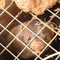 Lenkijos parlamentas pritarė kailinių žvėrelių fermų draudimui