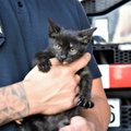 Ugniagesiai padovanojo gyvenimą nelaimėliui kačiukui: mažylio bėdoje nepaliko