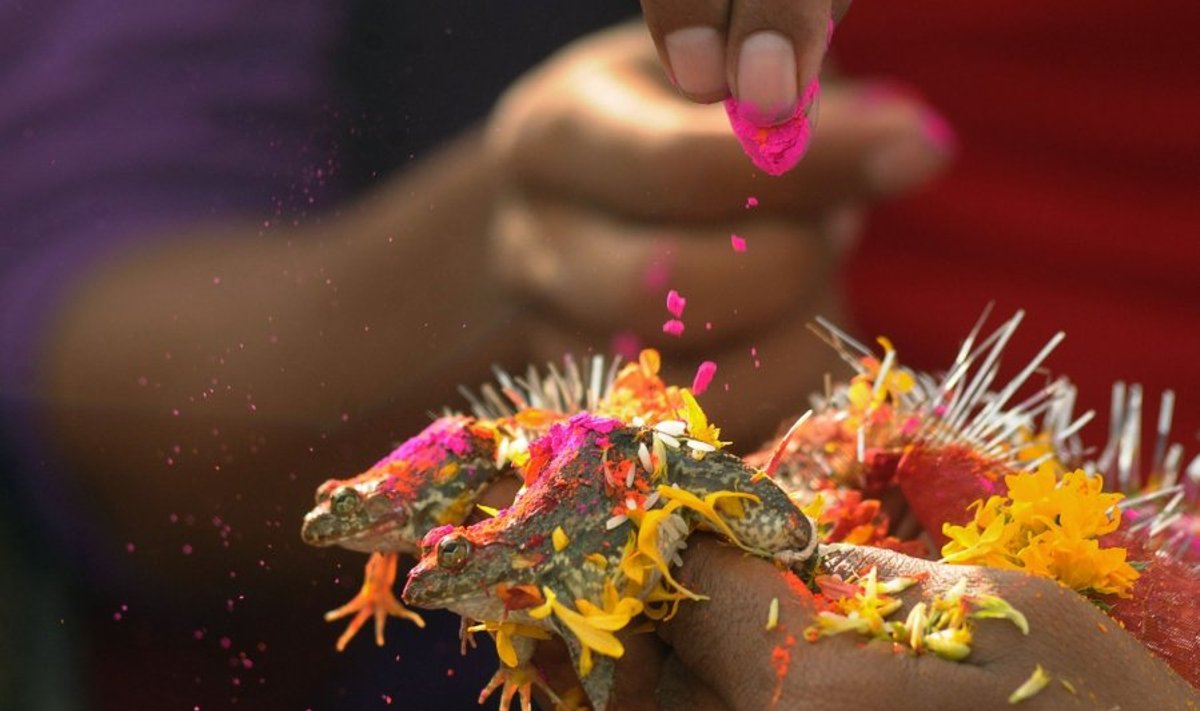Varlių vestuvės Nagpūre (Indija)