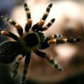Indijos miestą okupavo vorai, du žmonės mirė