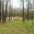 V. Vingrienė. Naujas miškų įstatymas atveria kelią miško naikinimui ir nelegalių sodybų įteisinimui